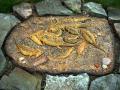 Dinolandia Diplocaulus